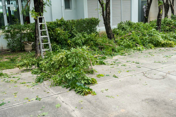 Trusted Gretna, FL Tree Care Services Experts